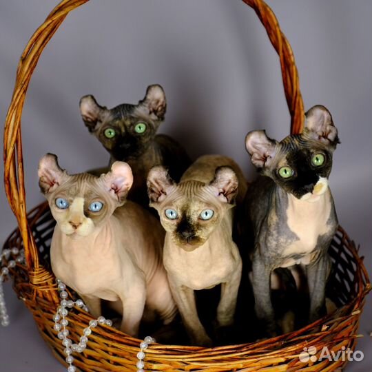Котята сфинкс эльф