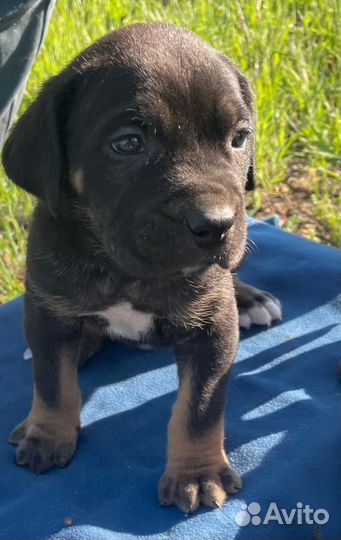 Щенки кане корсо