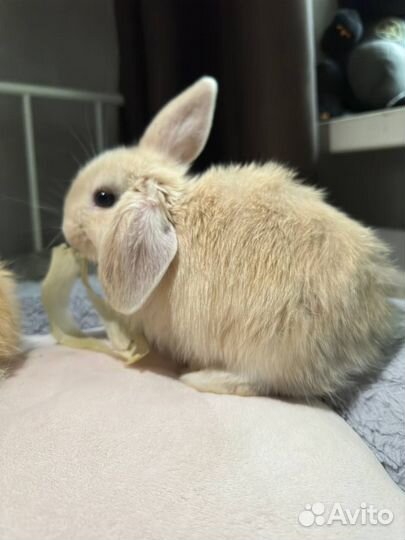 Карликовый вислоухий кролик Баран 1 месяц