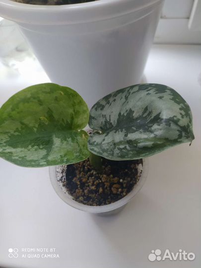 Сциндапсус пятнистый треби