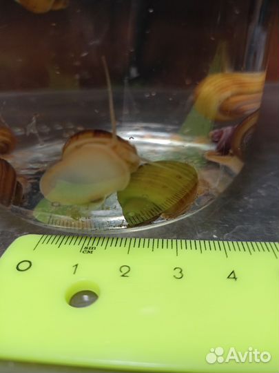 Улитки ампулярии