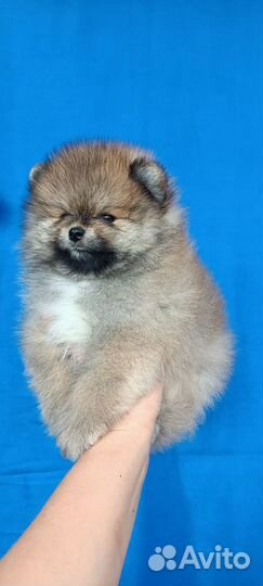 Щенки шпица для фотосессии