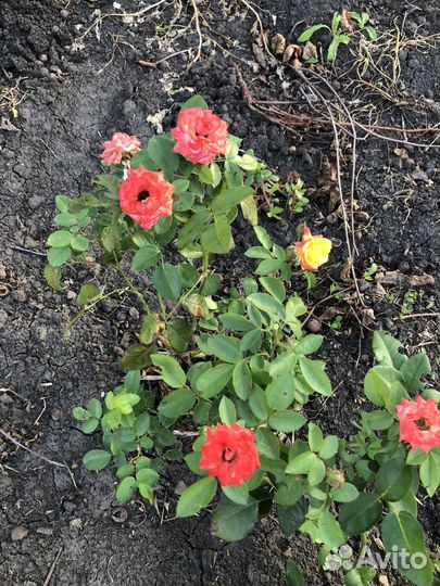 Роза бордюрная