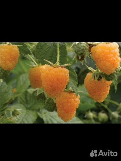 Саженцы желтой малины