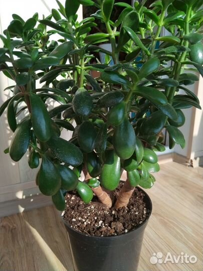 Крассула толстянка денежное дерево