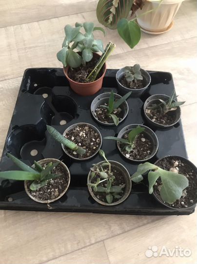 Комнатные растения