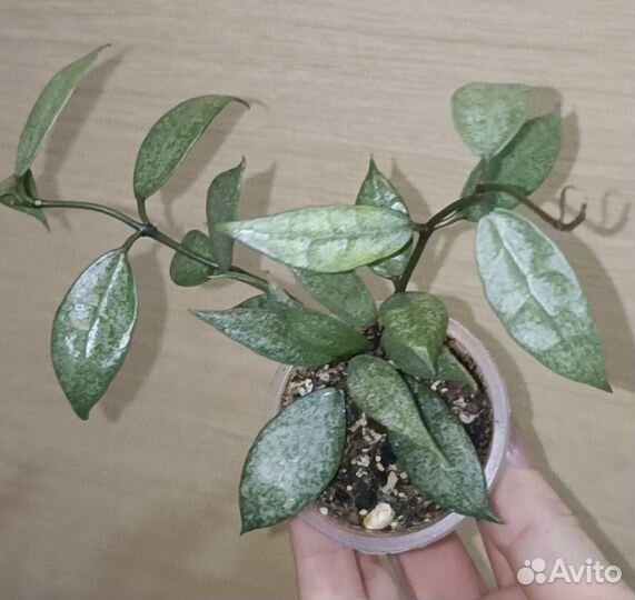 Хойи часть 2