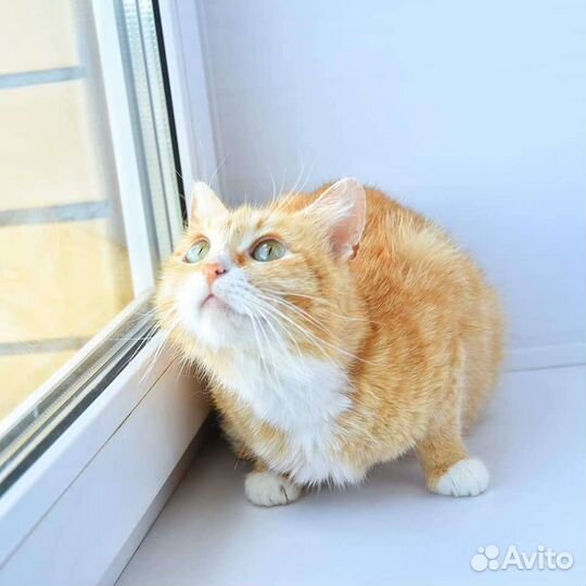 Кошечка в добрые руки