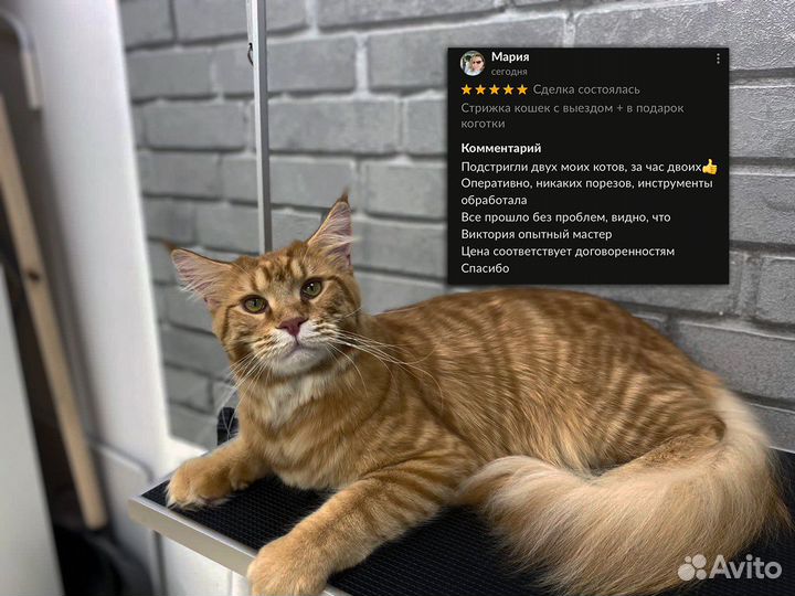 Груминг кошек с выездом / Стрижка кота на дому