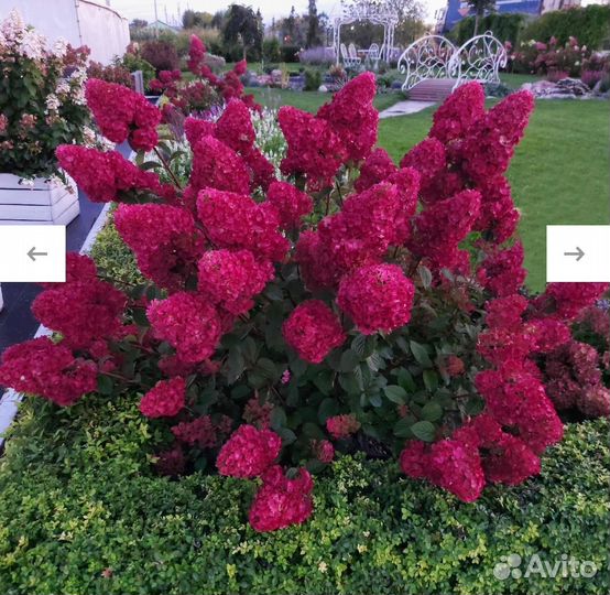 Гортензия метельчатая Самарская Лидия