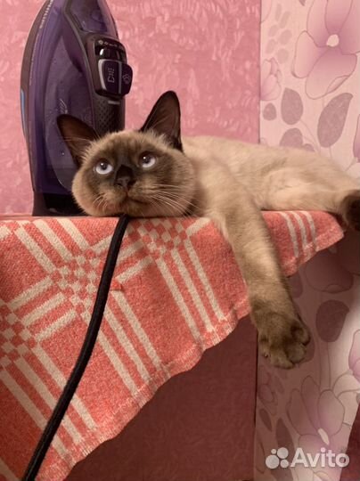 Тайский кот вязка