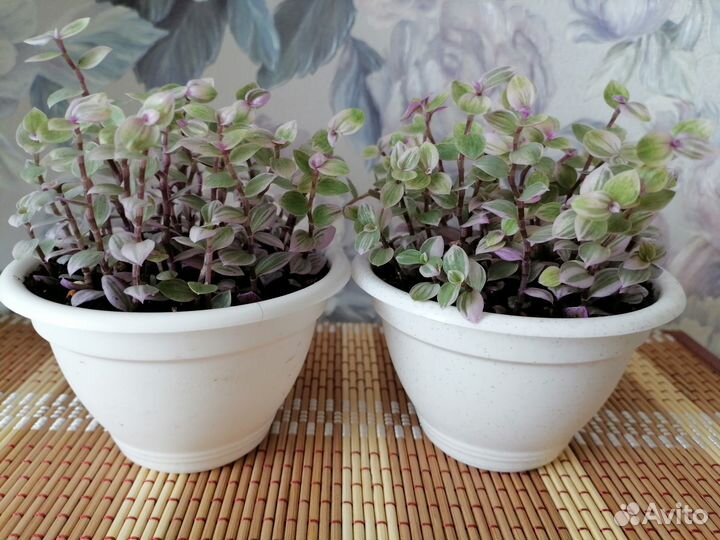 Каллизия розовая пантера