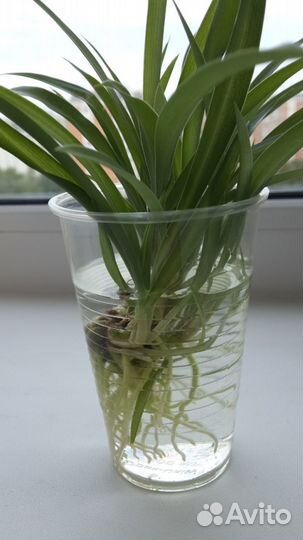 Хлорофитум