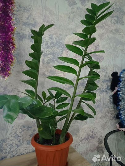 Замиокулькас