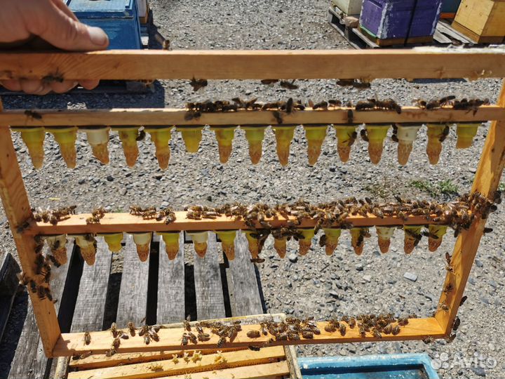 Пчелопакеты карпатка, карника, бакфаст