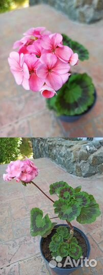 Цветы растения