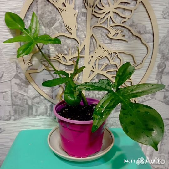 Алоказия Ред секрет и другие цветы