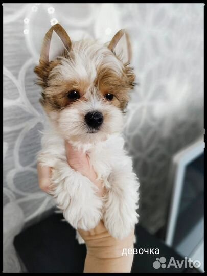 Щенки бивер йорка