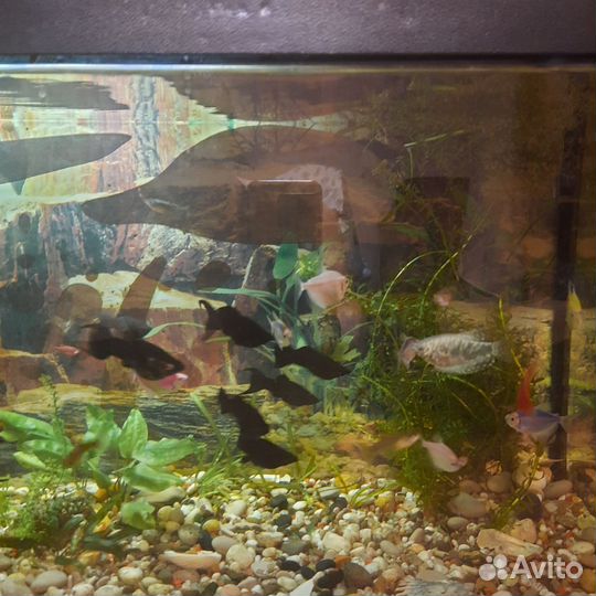 Аквариум с тумбой бу