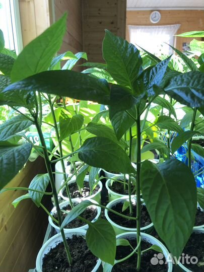 Продаю рассаду Перца Сладкого и Помидор