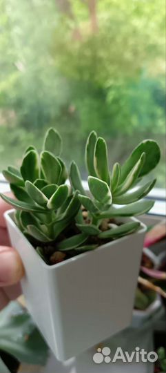 Суккуленты