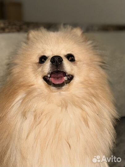 Вязка собак шпиц