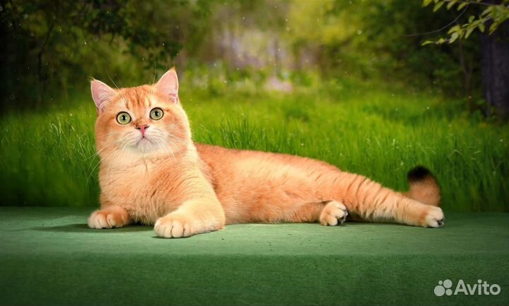 Золотой кот NY12 на вязку. Чемпион WCF