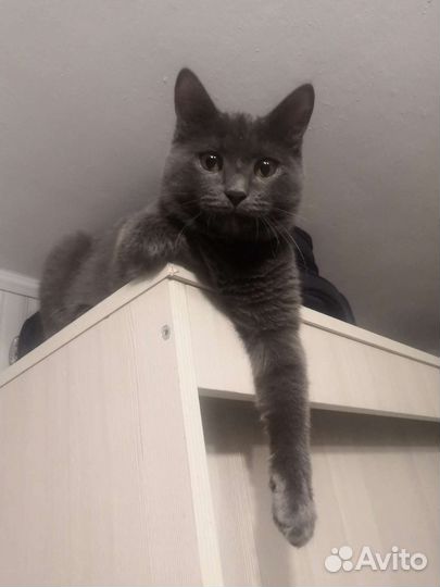 Британец Симба