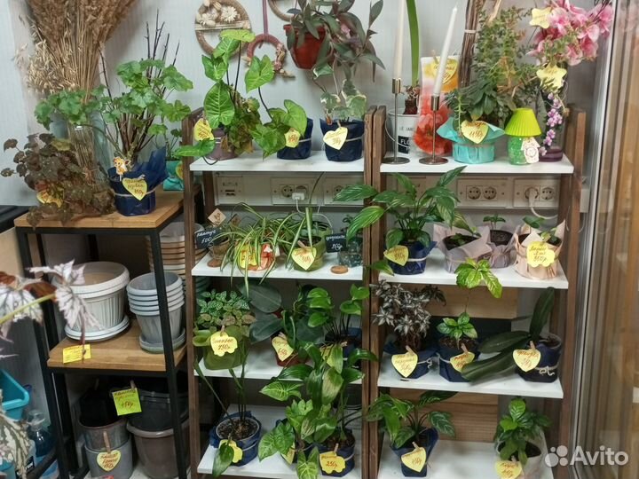 Готовый бизнес -Магазин (цветы, шары, подарки)