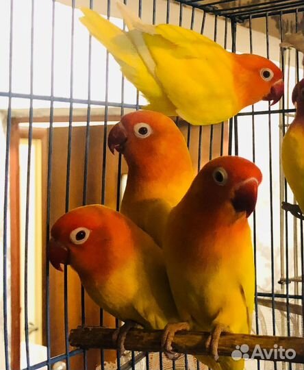 Попугаи неразлучники