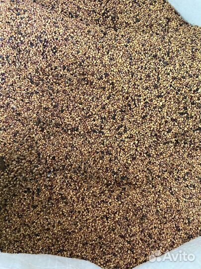 Семена красного клевера