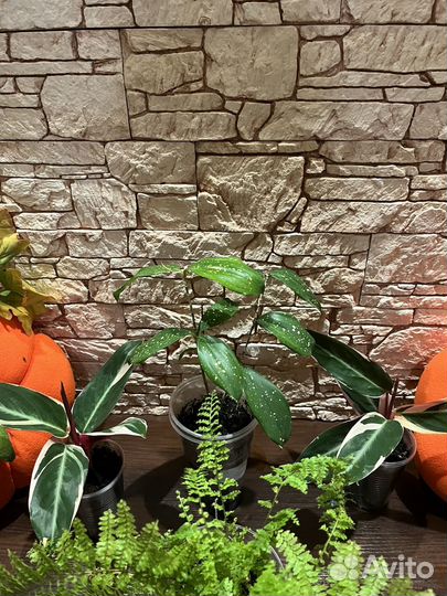 Строманта, Драцена Годсефа