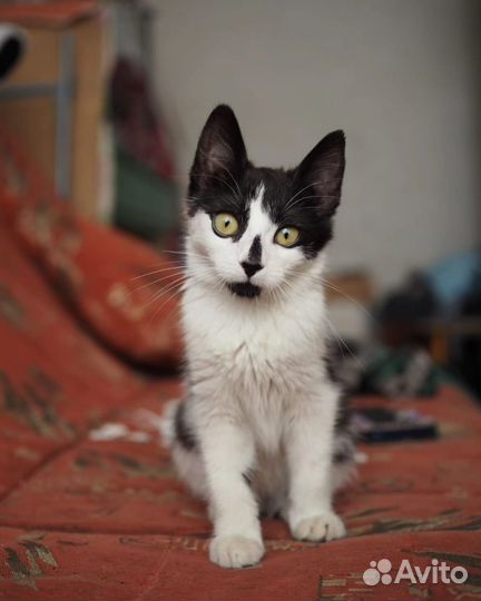 Котята 3 месяца