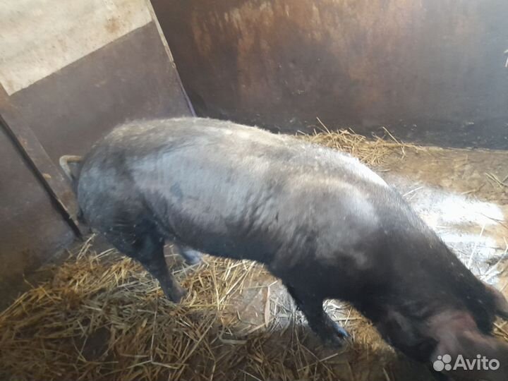 Хряк дюрок на племя