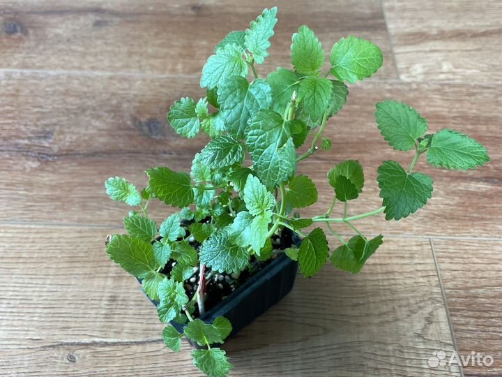 Мята (шоколад, апельсин), мелисса