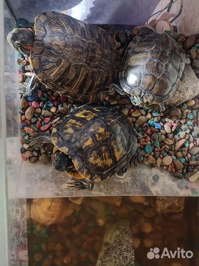 Красноухая черепаха с аквариумом