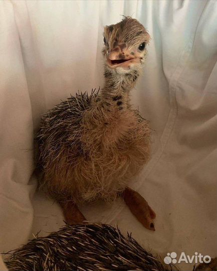 Страусята, яйцо инкубационное страуса