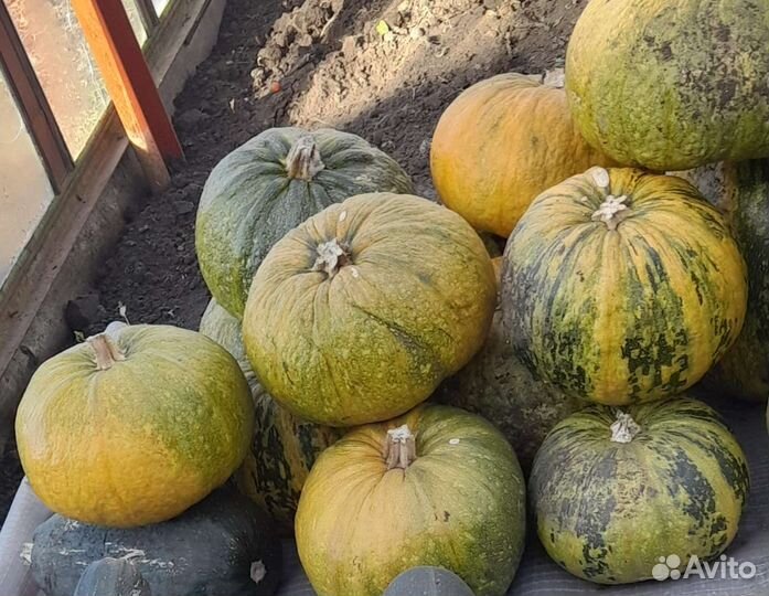 Семена тыквы голосемянной