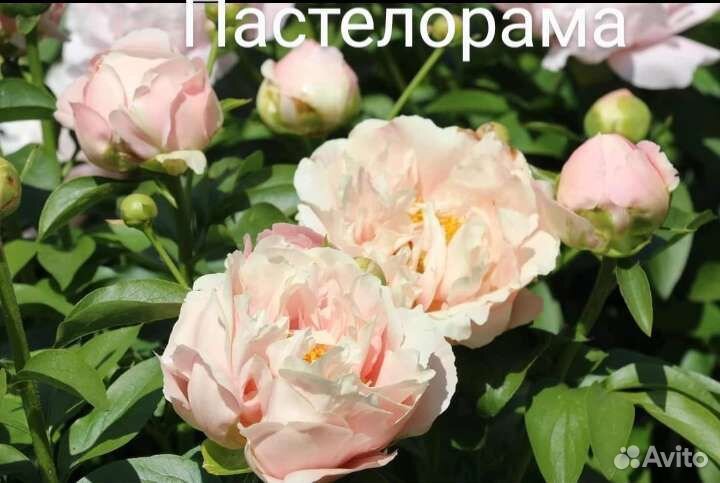 Пионы саженцы