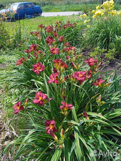 Лилейники сортовые