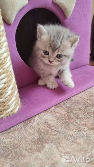 Британская кошка