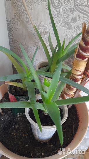 Продам цветы домашние