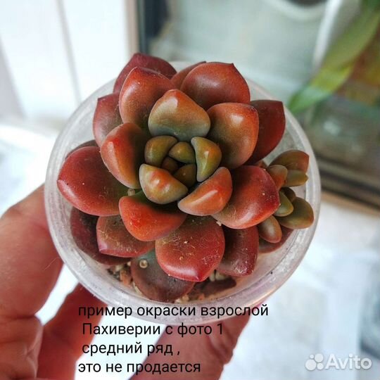 Суккуленты редкие пухляши и не только