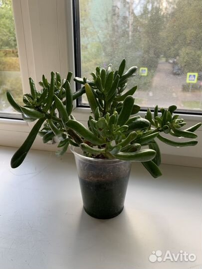 Крассула хоббит денежное дерево