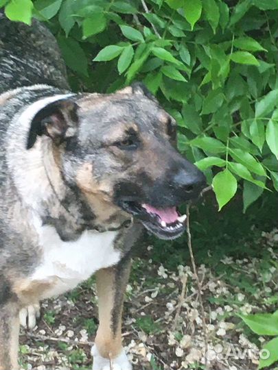 Собака-компаньон