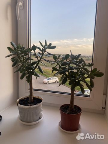 Денежное дерево толстянка