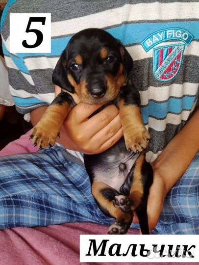 Карликовая такса щенки