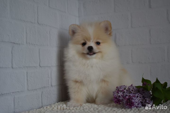 Померанский шпиц