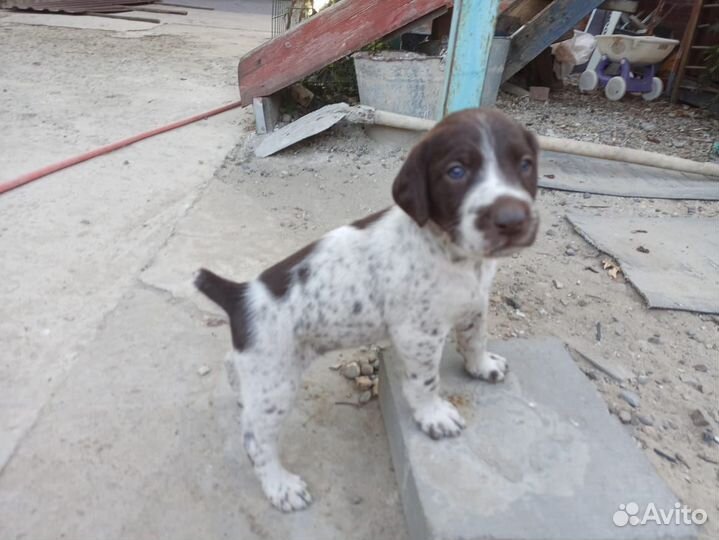 Щенки курцхаара