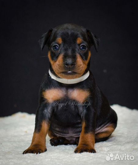 Цвергпинчер